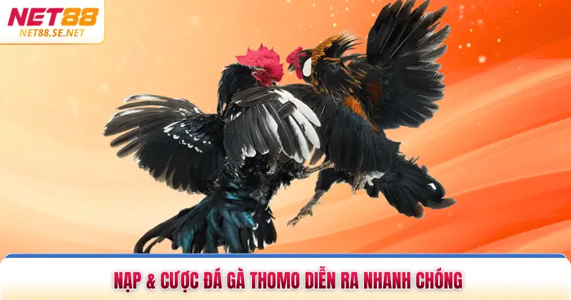 Nạp & cược đá gà Thomo diễn ra nhanh chóng